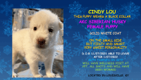 Siberian Husky Puppies for sale in Louisville, KY, USA. price: NA