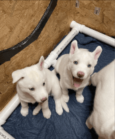 Siberian Husky Puppies for sale in Plainview, NY, USA. price: NA