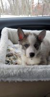 Siberian Husky Puppies for sale in Lakewood, NJ 08701, USA. price: NA