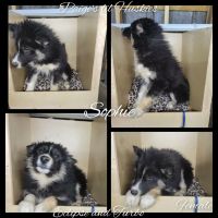 Siberian Husky Puppies for sale in Bloomfield, IN 47424, USA. price: NA