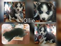 Siberian Husky Puppies for sale in Mt Ayr, IA 50854, USA. price: NA