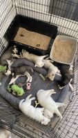 Siberian Husky Puppies for sale in San Diego, CA, USA. price: NA