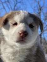 Siberian Husky Puppies for sale in 387 Aberdeen Dr, Crete, IL 60417, USA. price: NA