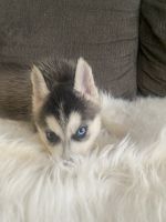 Siberian Husky Puppies for sale in Whittier, CA, USA. price: NA