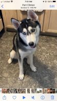 Siberian Husky Puppies for sale in Port Clinton, OH 43452, USA. price: NA