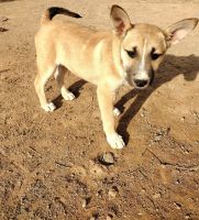 Siberian Husky Puppies for sale in Phoenix, AZ 85043, USA. price: NA