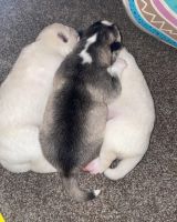 Siberian Husky Puppies for sale in San Clemente, CA, USA. price: NA