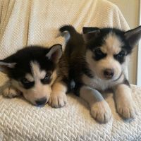 Siberian Husky Puppies for sale in Lakewood, WA, USA. price: NA