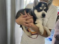 Siberian Husky Puppies for sale in Sacramento, CA, USA. price: NA