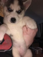 Siberian Husky Puppies for sale in Grove City, OH, USA. price: NA