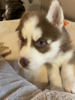 Siberian Husky Puppies for sale in Temecula, CA, USA. price: NA