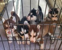 Siberian Husky Puppies for sale in Dallas County, TX, USA. price: NA