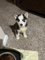 Siberian Husky Puppies for sale in Plano, TX, USA. price: NA