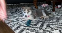 Siberian Husky Puppies for sale in Tucker, GA, USA. price: NA