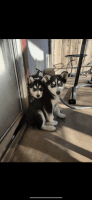 Siberian Husky Puppies for sale in Santa Clara, CA 95051, USA. price: NA