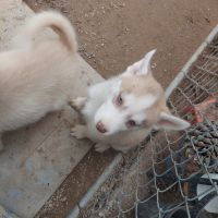 Siberian Husky Puppies for sale in California City, CA 93505, USA. price: NA