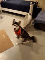 Siberian Husky Puppies for sale in Bellevue, OH 44811, USA. price: NA