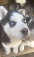 Siberian Husky Puppies for sale in Salt Lake City, UT 84118, USA. price: NA