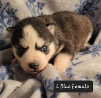 Siberian Husky Puppies for sale in Aberdeen, SD 57401, USA. price: NA