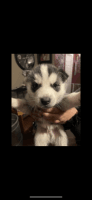 Siberian Husky Puppies for sale in Palmdale, CA, USA. price: NA