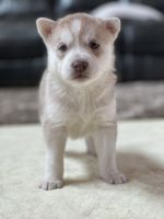 Siberian Husky Puppies for sale in Morristown, TN, USA. price: NA