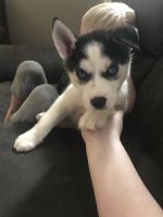 Siberian Husky Puppies for sale in Grove City, OH, USA. price: NA