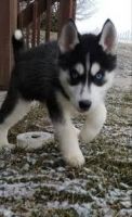 Siberian Husky Puppies for sale in Michigan City, IN, USA. price: NA