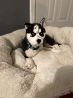 Siberian Husky Puppies for sale in Enon, OH 45323, USA. price: NA
