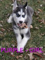 Siberian Husky Puppies for sale in Newport, MI 48166, USA. price: NA