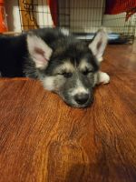 Siberian Husky Puppies for sale in Laveen Village, AZ 85339, USA. price: NA