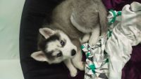 Siberian Husky Puppies for sale in Chandigarh, India. price: 35000 INR