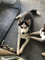 Siberian Husky Puppies for sale in Zelienople, PA, USA. price: NA