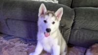 Siberian Husky Puppies for sale in Clackamas, OR 97015, USA. price: NA