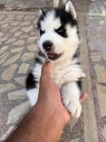 Siberian Husky Puppies for sale in Hyderabad, Telangana, India. price: 55000 INR