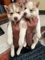 Siberian Husky Puppies for sale in Daund, Maharashtra, India. price: 35000 INR