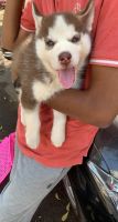 Siberian Husky Puppies for sale in Hyderabad, Telangana, India. price: 30000 INR