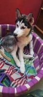 Siberian Husky Puppies for sale in Delhi, India. price: 20000 INR