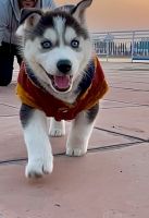 Siberian Husky Puppies for sale in Haryana 136118, India. price: 35000 INR