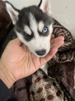Siberian Husky Puppies for sale in Gujranwala Town Part 2, Gujranwala Town, Delhi, 110009, India. price: 35000 INR