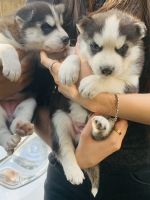 Siberian Husky Puppies for sale in Delhi, India. price: 40000 INR
