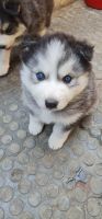 Siberian Husky Puppies for sale in Hyderabad, Telangana, India. price: NA