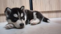 Siberian Husky Puppies for sale in Delhi, India. price: 25000 INR