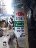 Siberian Husky Puppies for sale in Delhi, India. price: 35000 INR