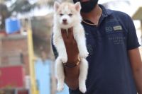 Siberian Husky Puppies for sale in Chennai, Tamil Nadu, India. price: 26000 INR