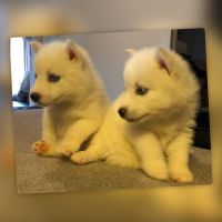 Siberian Husky Puppies for sale in Sanford, NC 27332, USA. price: NA