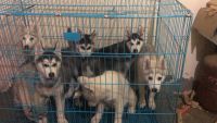 Siberian Husky Puppies for sale in Sector 48, Noida, Uttar Pradesh 201303, India. price: 30000 INR