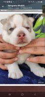 Siberian Husky Puppies for sale in Jaipur, Rajasthan, India. price: 75000 INR