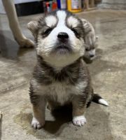 Siberian Husky Puppies for sale in Fultondale, AL, USA. price: NA
