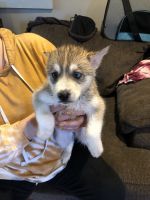 Siberian Husky Puppies for sale in Avon, IN, USA. price: NA