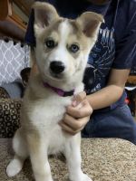 Siberian Husky Puppies for sale in Rock Island, IL, USA. price: NA